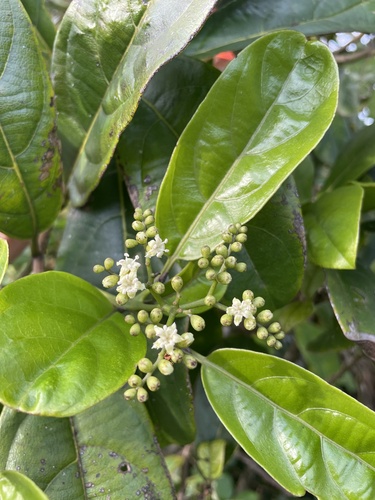 Cordia borinquensis Urb.