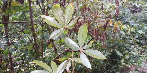 Manihot condensata