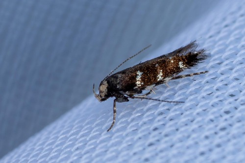Eulamprotes superbella