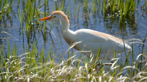 Western Cattle-Egret