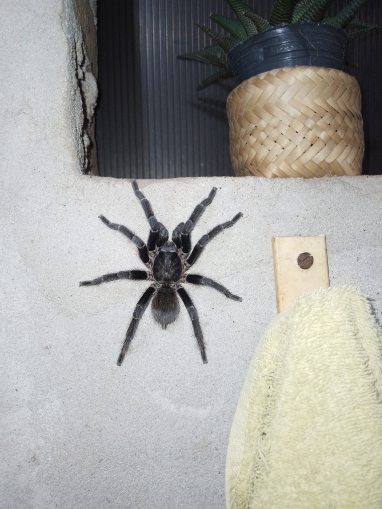 Giant Pink Starburst Tarantula from Leandro N. Alem, Misiones ...