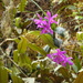 Sobralia ciliata - Photo (c) Ceci Lopez, all rights reserved, uploaded by Ceci Lopez