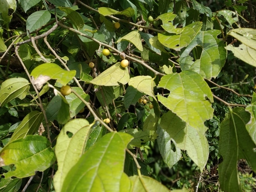 Celtis brasiliensis · iNaturalist