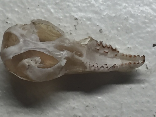 Vagrant Shrew
