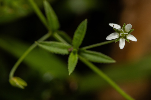 spreading sandwort (Arenaria lanuginosa ssp. lanuginosa)
