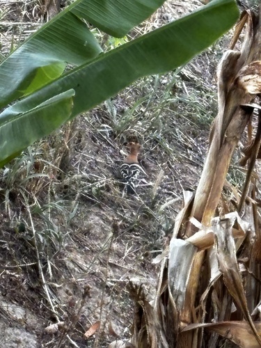 Common Hoopoe
