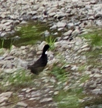 Domestic Mallard