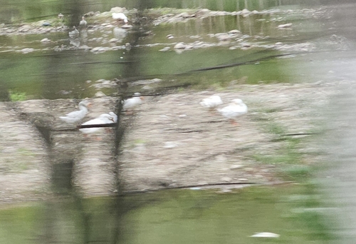Domestic Greylag × Domestic Swan Goose