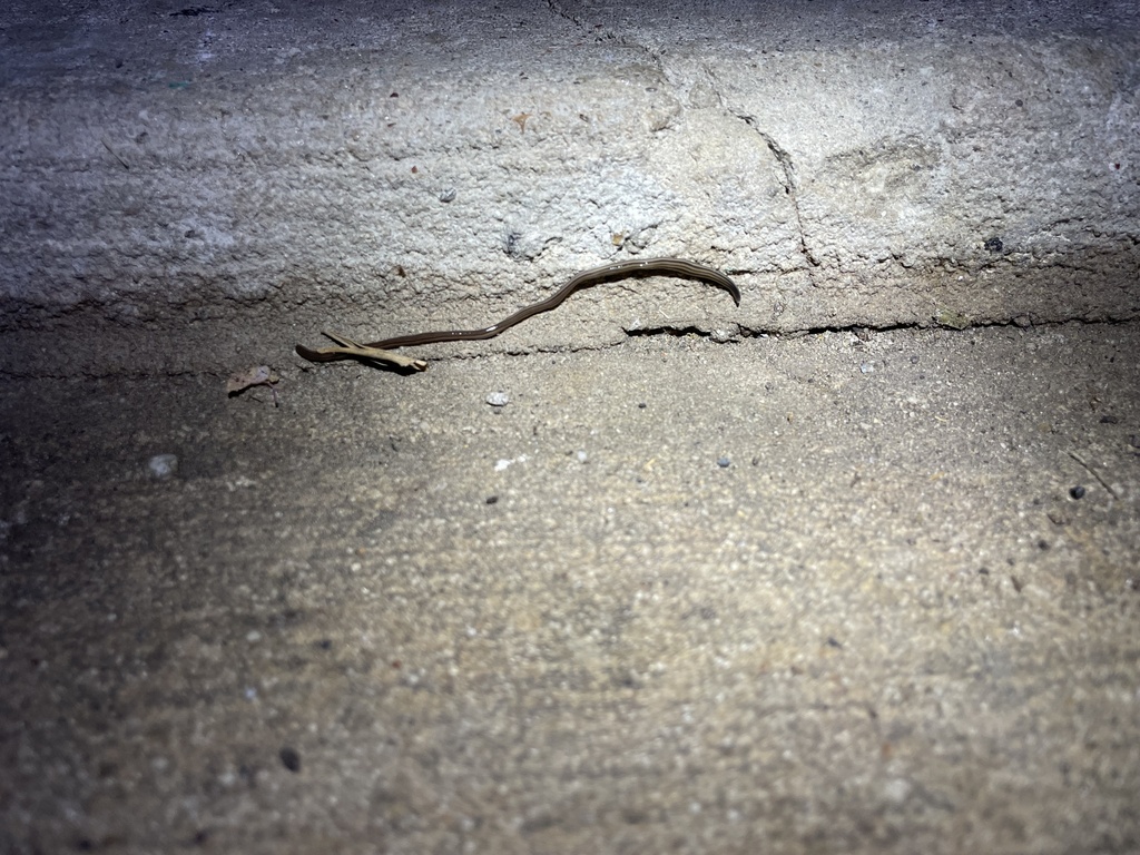 broadhead planarians from Willow Springs Ln, Conroe, TX, US on May 6