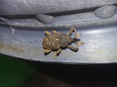 Image of Homalinotus dorsalis