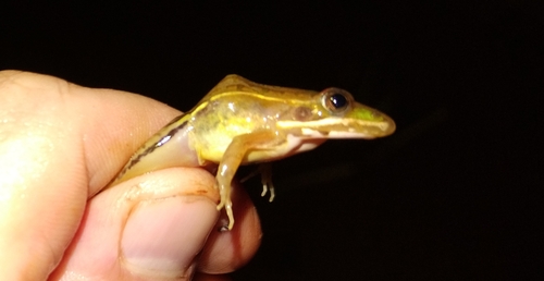 Small ridged frog