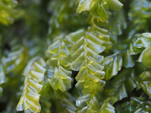 Plagiochila ovalifolia