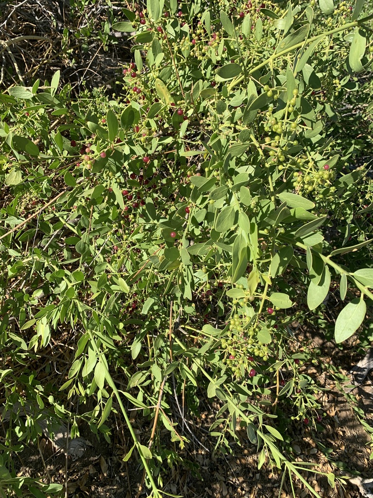 toothbrush tree from Gobabeb, NamibNaukluft Park, Namibia, C2QR+7G8