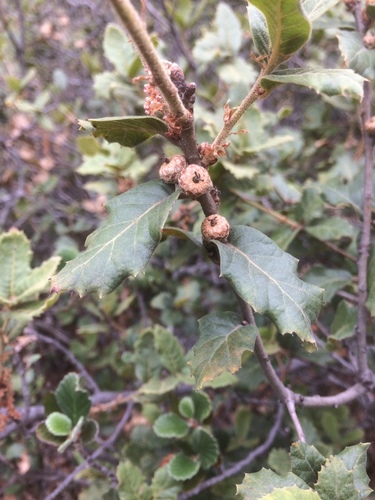 Quercus hintoniorum