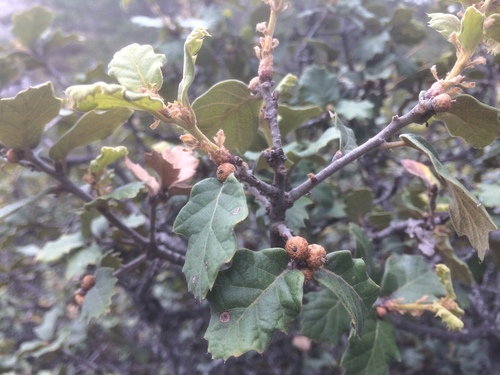 Quercus hintoniorum