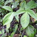 Philodendron camposportoanum - Photo (c) David Villalba Vargas, όλα τα δικαιώματα διατηρούνται, uploaded by David Villalba Vargas