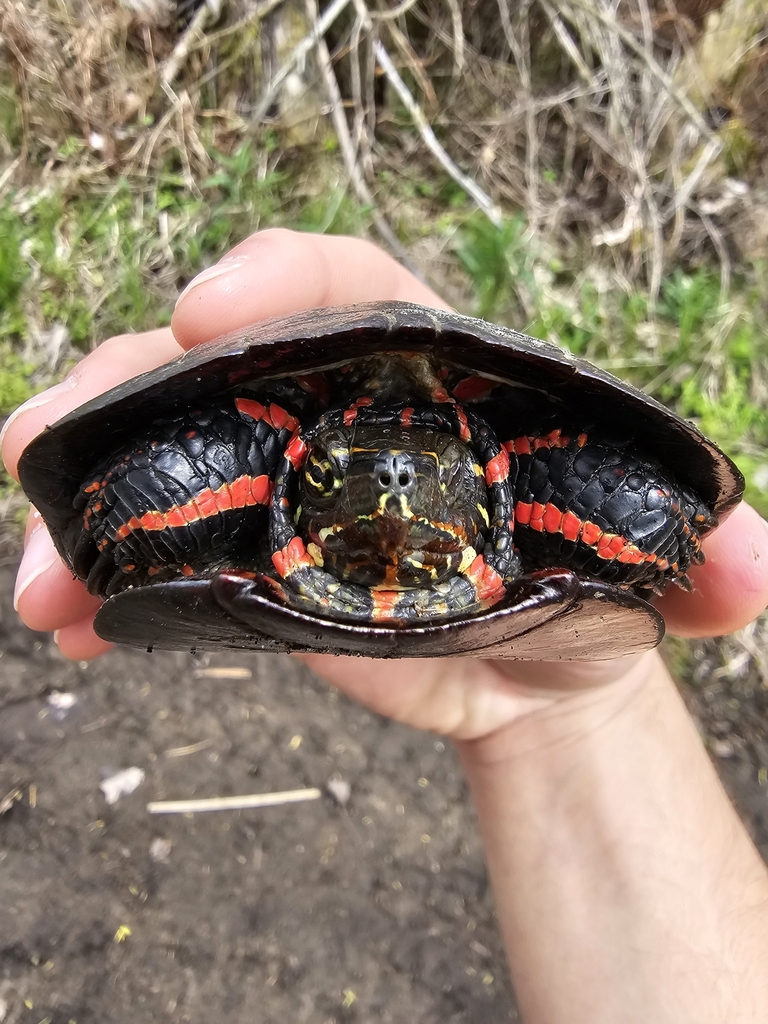 Painted Turtle in May 2024 by Ripley Kindervater · iNaturalist