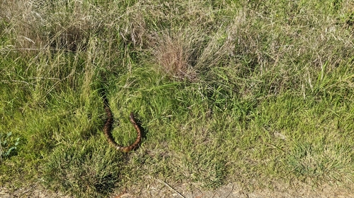 Tiger Snake sighting