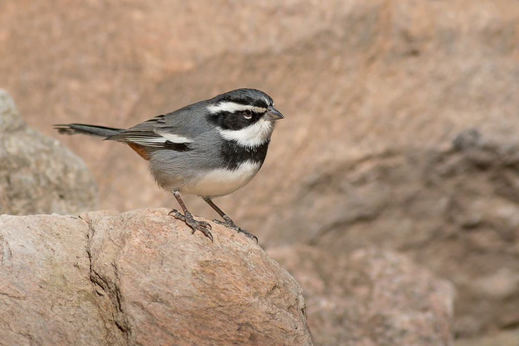 Ringed Warbling Finch photo