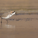 Puna Plover - Photo (c) Jorge Schlemmer, all rights reserved