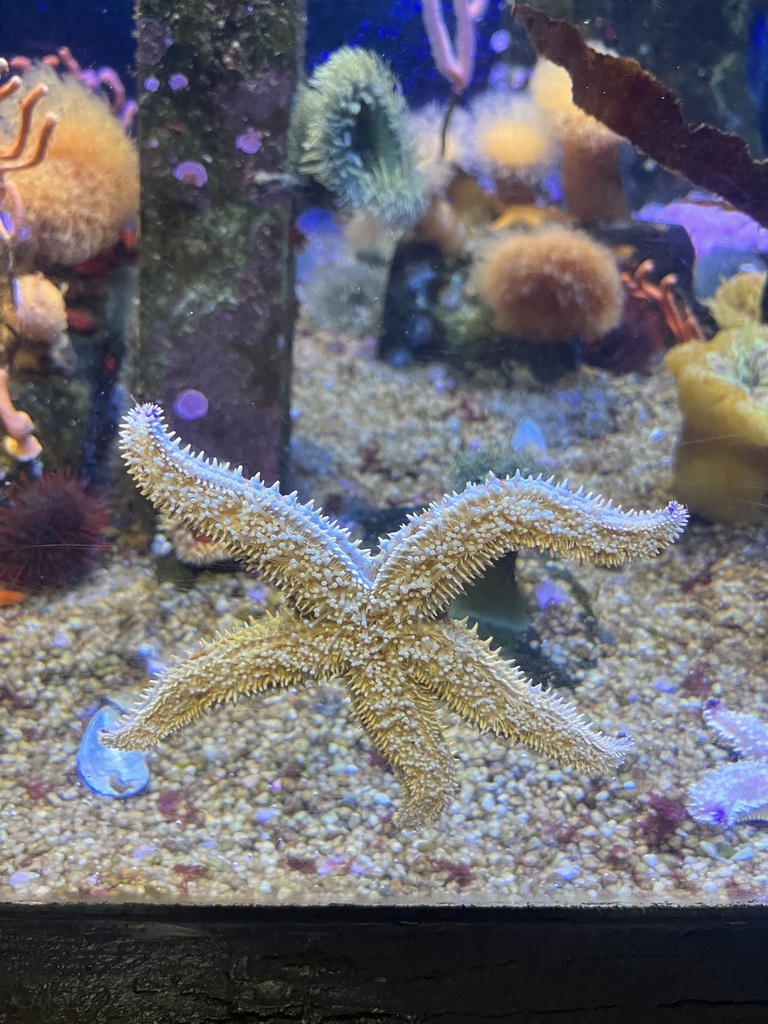 Spiny Starfish from uShaka Wet 'n Wild, 德班, KZN, ZA on April 27, 2024 ...