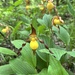 Southern Small Yellow Lady's-Slipper - Photo (c) chadharrison, all rights reserved