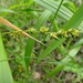 Carex divulsa - Photo (c) Josep Llovera, όλα τα δικαιώματα διατηρούνται, uploaded by Josep Llovera
