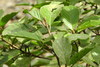 Ficus trigona - Photo (c) David Villalba Vargas, todos los derechos reservados, subido por David Villalba Vargas