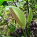 Anthurium longistrorsum - Photo (c) Kabir Montesinos, todos os direitos reservados, uploaded by Kabir Montesinos