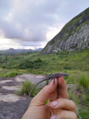 Spotted Flat Lizard