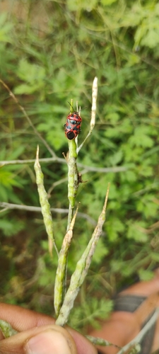 red cabbage bug