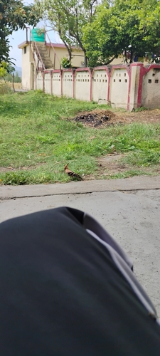 Common Hoopoe