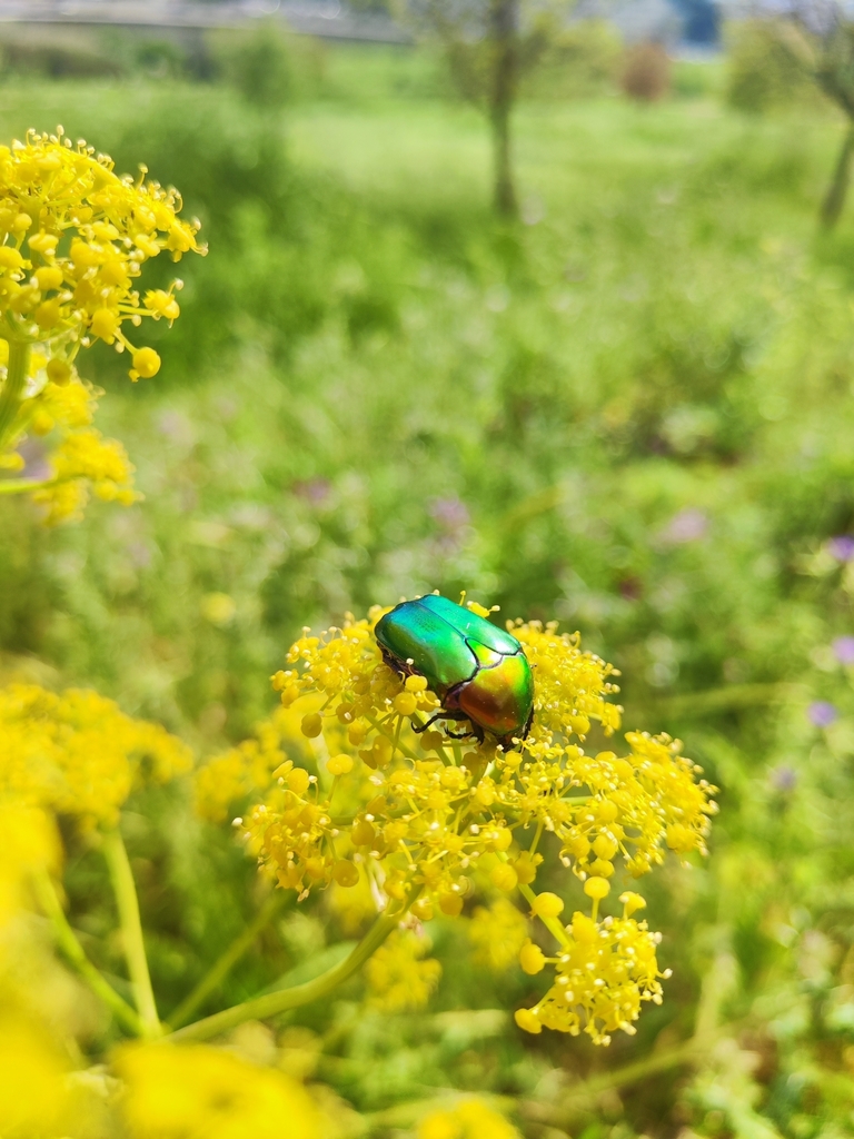 Copper Chafer from עמק הצבאים on April 7, 2024 at 03:46 PM by Sharon ...