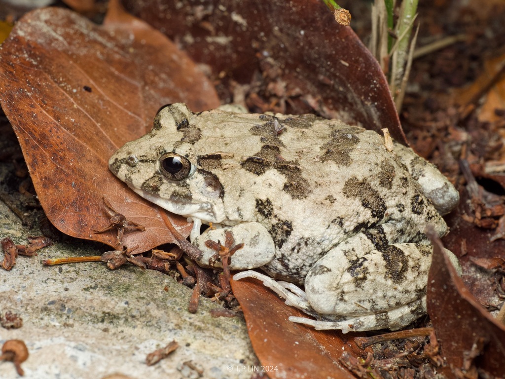 Paddy Field Frog