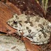 Paddy Field Frog - Photo (c) T. P. Lin, all rights reserved, uploaded by T. P. Lin