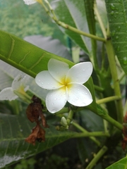Plumeria obtusa image