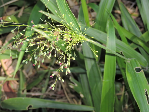 Ginger grass (Homolepis glutinosa)