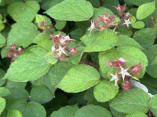 Rubus phoenicolasius