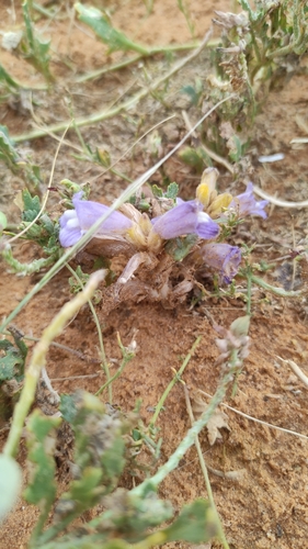 Dwarf Sorrel Broomrape