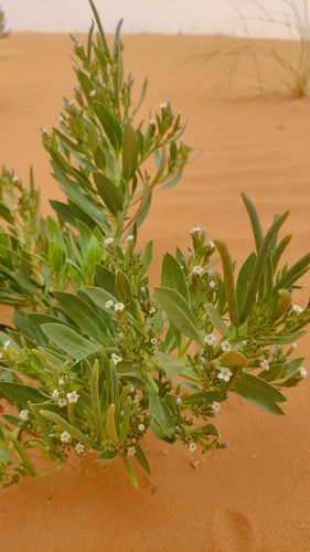 Rhazya stricta