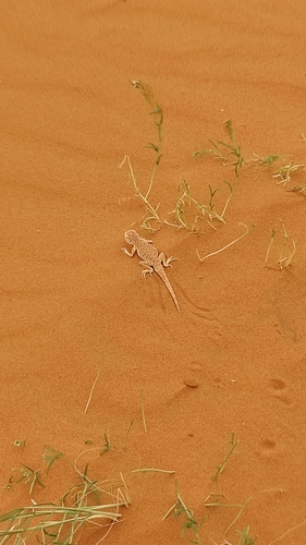 Arabian Toad-headed Agama