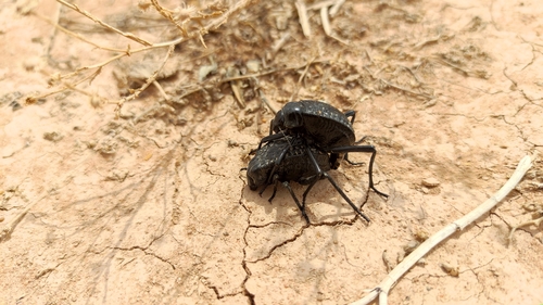 Pitted Beetle
