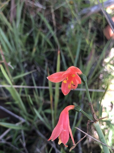 Clinanthus campodensis