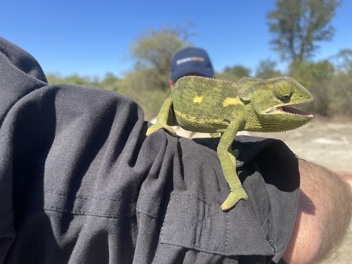 Flap-necked Chameleon