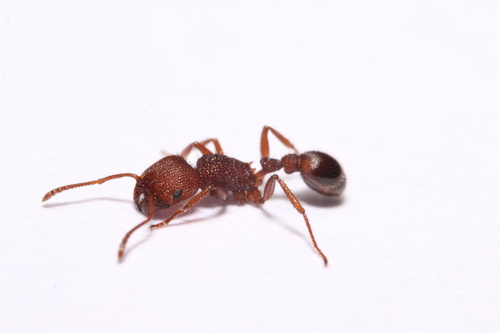 奈氏须蚁Pogonomyrmex naegelii