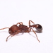 Pogonomyrmex naegelii - Photo (c) Dido, all rights reserved, uploaded by Dido