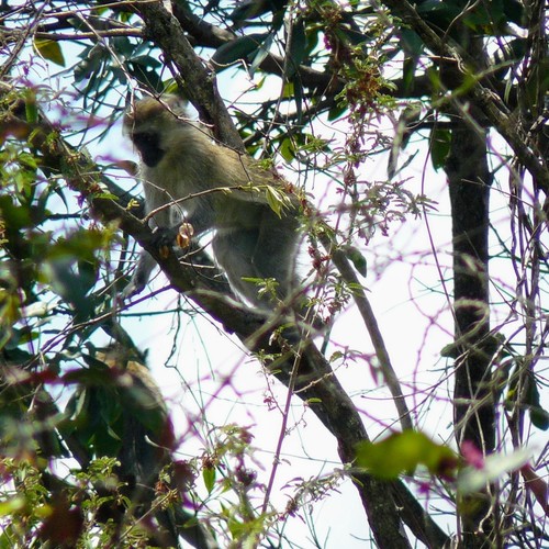 Vervet Monkey