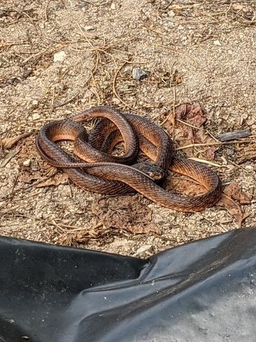 Brown Tree Snake sighting