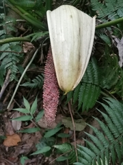 Anthurium formosum image