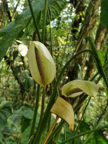 Anthurium formosum image